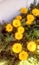 potÂ marigoldÂ Calendula officinalis